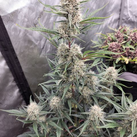 Strawberry Gorilla Auto growlog timeline photo