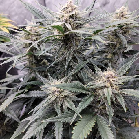 Strawberry Gorilla Auto growlog timeline photo