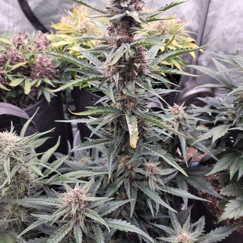 Strawberry Gorilla Auto growlog timeline photo