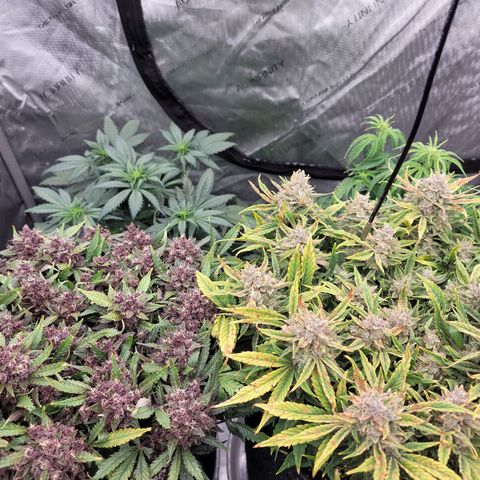Banana Purple Punch Auto growlog timeline photo