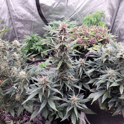 Strawberry Gorilla Auto growlog timeline photo