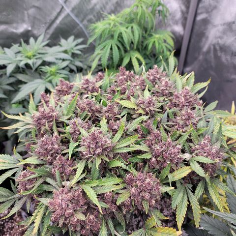 Banana Purple Punch Auto growlog timeline photo