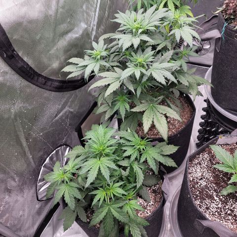 Mimosa Cake Auto growlog timeline photo