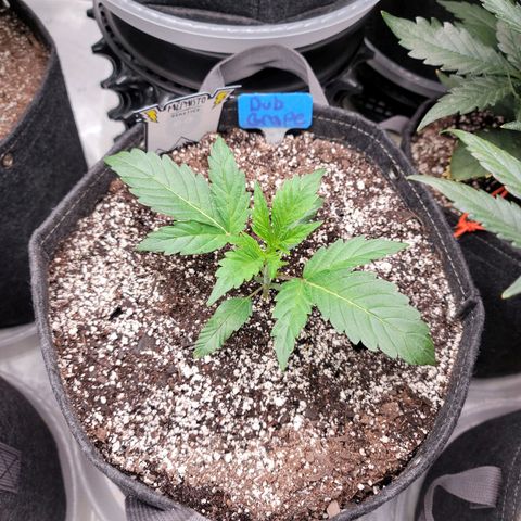 Double grape  growlog timeline photo