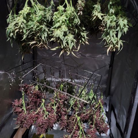Banana Purple Punch Auto growlog timeline photo