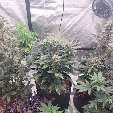 Strawberry Gorilla Auto growlog timeline photo
