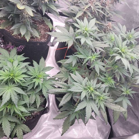 Mimosa Cake Auto growlog timeline photo