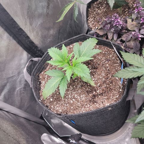 Double grape  growlog timeline photo