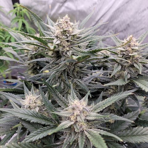 Strawberry Gorilla Auto growlog timeline photo