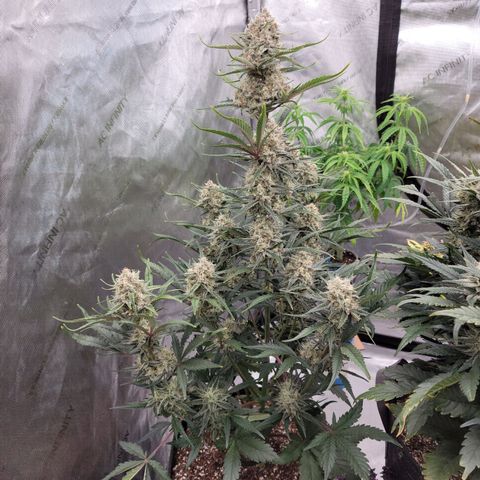 Strawberry Gorilla Auto growlog timeline photo