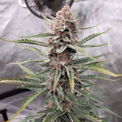 Strawberry Gorilla Auto growlog timeline photo