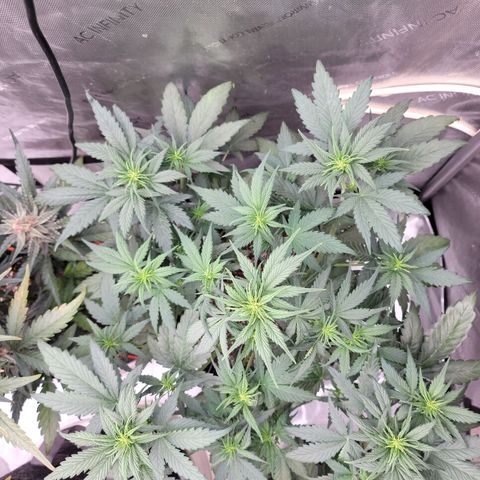 Mimosa Cake Auto growlog timeline photo