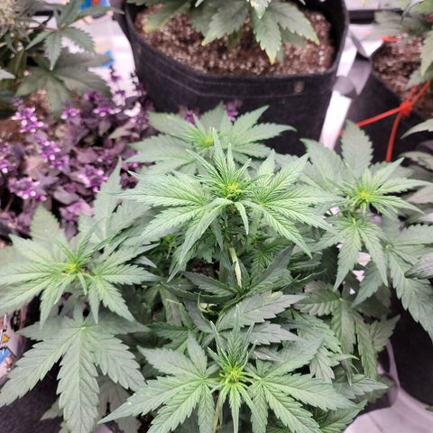 Mimosa Cake Auto growlog timeline photo