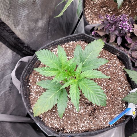 Double grape  growlog timeline photo