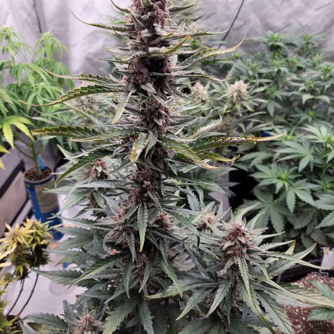 Strawberry Gorilla Auto growlog timeline photo