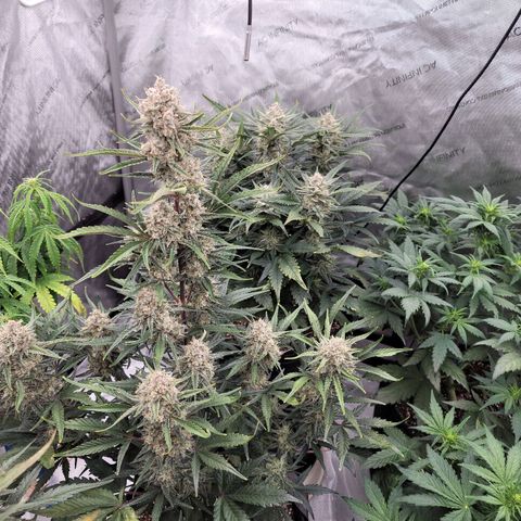 Strawberry Gorilla Auto growlog timeline photo