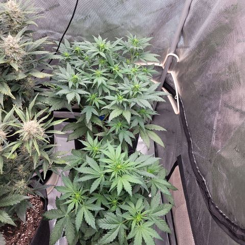 Mimosa Cake Auto growlog timeline photo