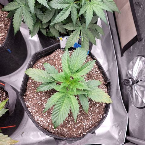 Double grape  growlog timeline photo