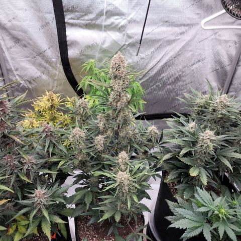 Strawberry Gorilla Auto growlog timeline photo