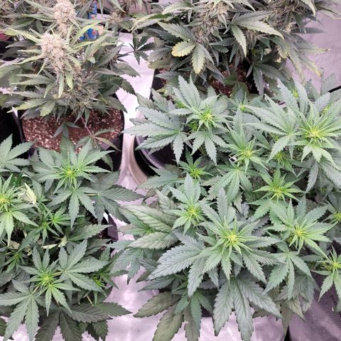 Mimosa Cake Auto growlog timeline photo