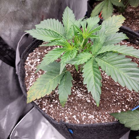 Double grape  growlog timeline photo