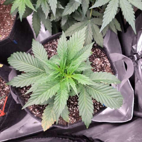 Double grape  growlog timeline photo