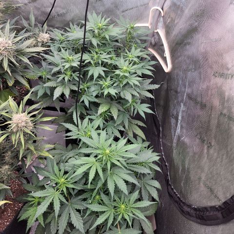 Mimosa Cake Auto growlog timeline photo