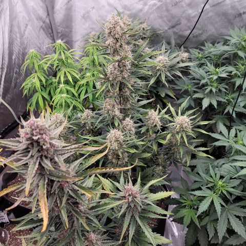 Strawberry Gorilla Auto growlog timeline photo