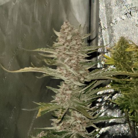 Strawberry Gorilla Auto growlog timeline photo