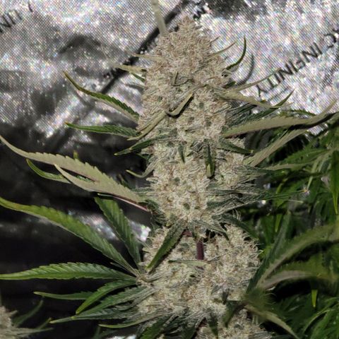 Strawberry Gorilla Auto growlog timeline photo