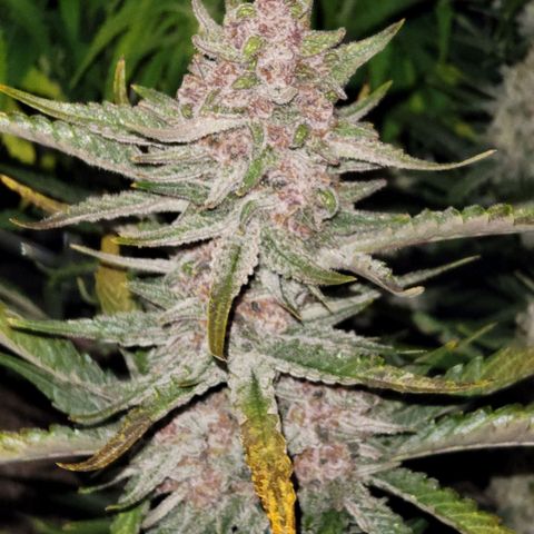 Strawberry Gorilla Auto growlog timeline photo