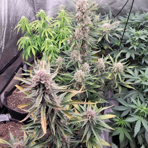 Strawberry Gorilla Auto growlog timeline photo
