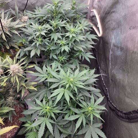Mimosa Cake Auto growlog timeline photo