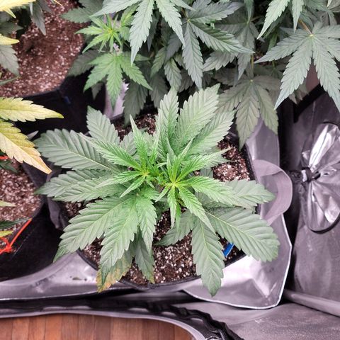 Double grape  growlog timeline photo