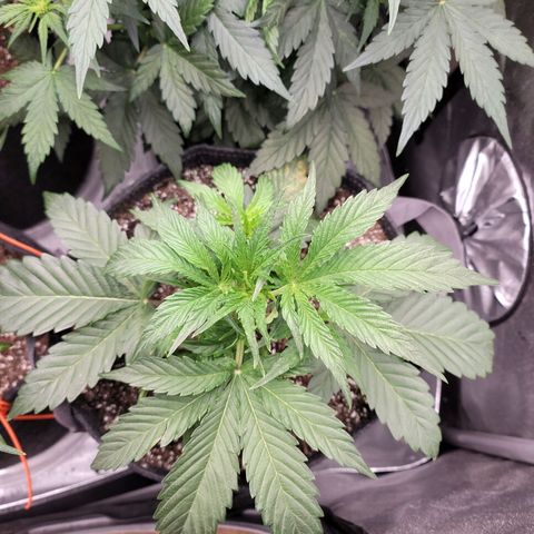 Double grape  growlog timeline photo