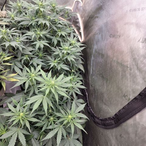 Mimosa Cake Auto growlog timeline photo
