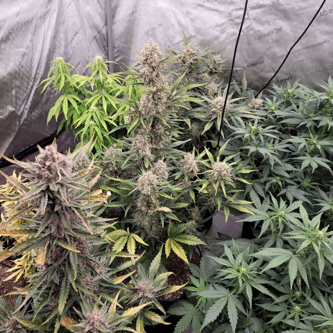 Strawberry Gorilla Auto growlog timeline photo