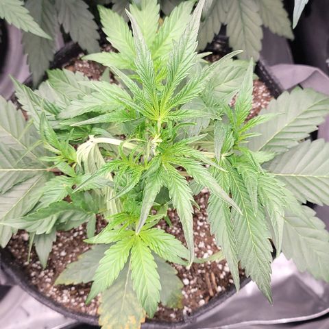 Double grape  growlog timeline photo