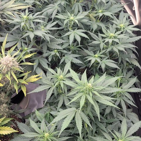 Mimosa Cake Auto growlog timeline photo