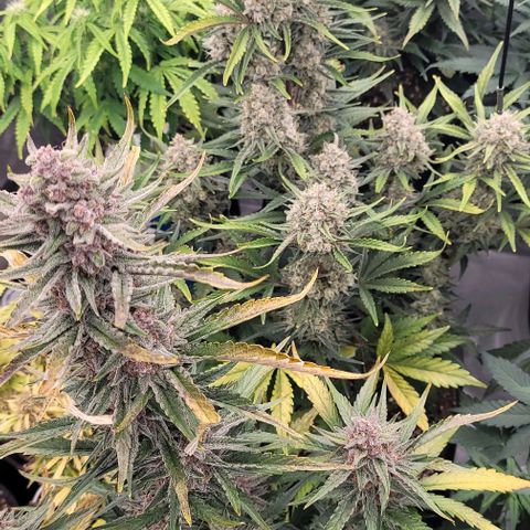 Strawberry Gorilla Auto growlog timeline photo