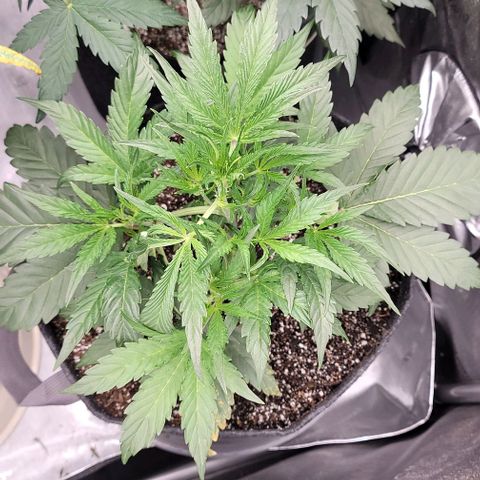 Double grape  growlog timeline photo