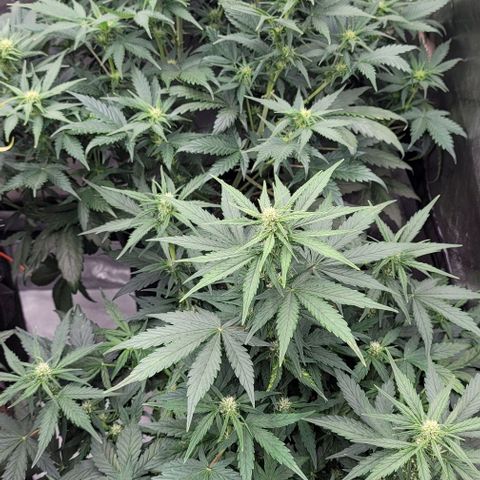 Mimosa Cake Auto growlog timeline photo