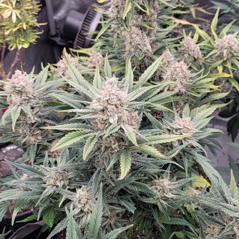 Strawberry Gorilla Auto growlog timeline photo