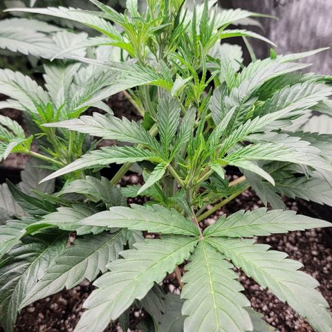 Double grape  growlog timeline photo