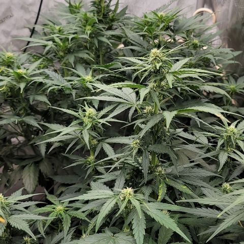 Mimosa Cake Auto growlog timeline photo