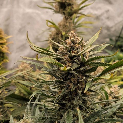Strawberry Gorilla Auto growlog timeline photo