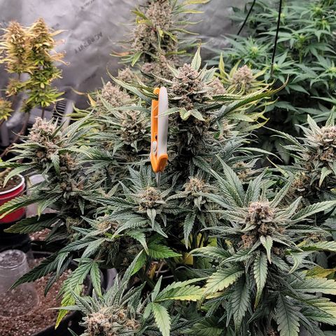 Strawberry Gorilla Auto growlog timeline photo