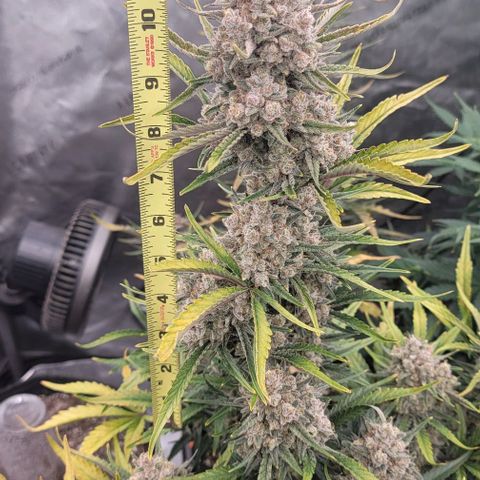Strawberry Gorilla Auto growlog timeline photo