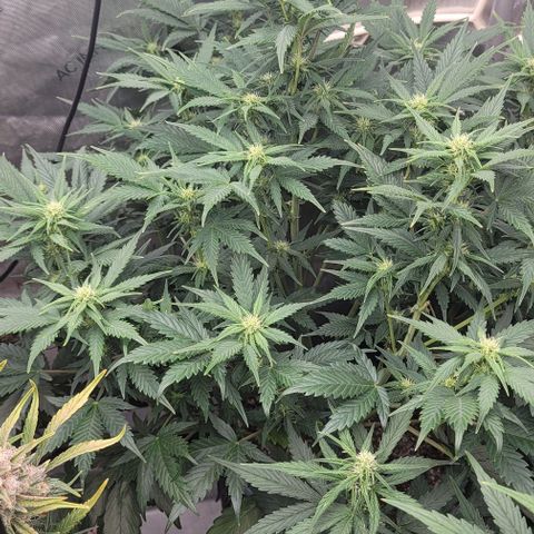 Mimosa Cake Auto growlog timeline photo