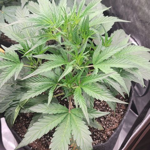 Double grape  growlog timeline photo